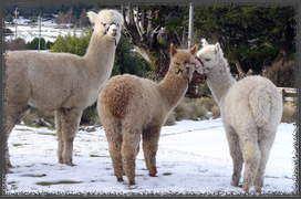 alpacas snow