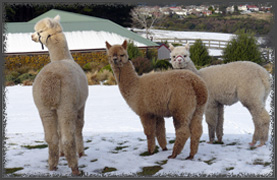 alpacas snow