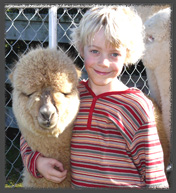 boy alpaca