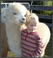 boy alpaca