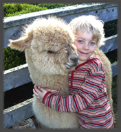 boy alpaca