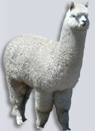 alpaca