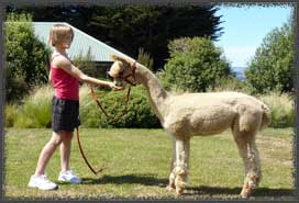 feeding alpaca