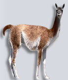 guanaco