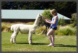 leading alpaca