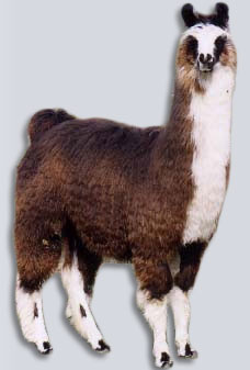 llama