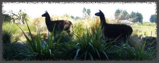 Alpacas Shadow