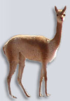 vicuna