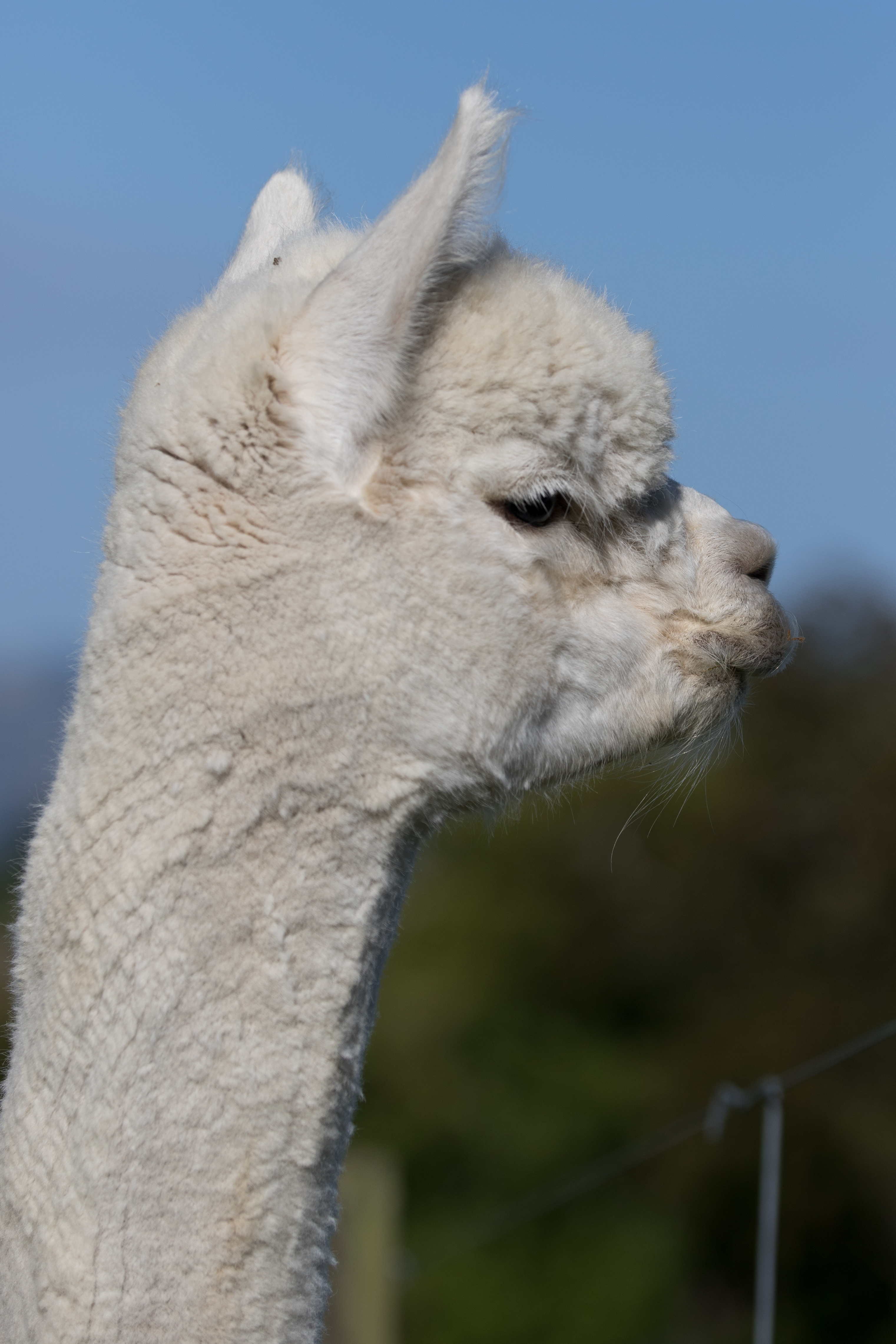  Establo Salvator Stud Male 